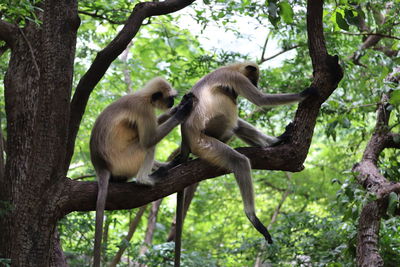 Monkey sitting on tree trunk