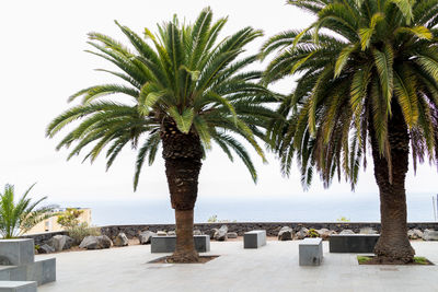 Palm trees at beach against sky