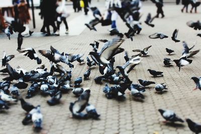 High angle view of pigeons on street