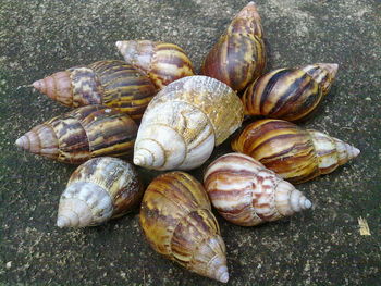 High angle view of snail