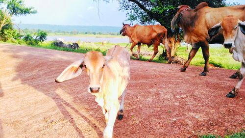 Cows on field