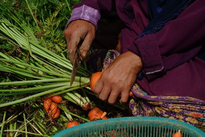 Farmers harvest big carrots and tie them in the fields