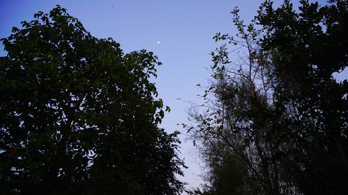 Low angle view of trees against sky