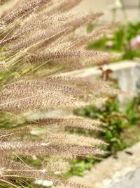 Close-up of fresh green plant