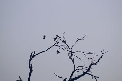 Low angle view of silhouette bird perching on bare tree against clear sky