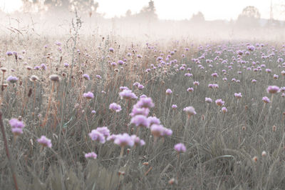 Clover flowers growing on grassy field