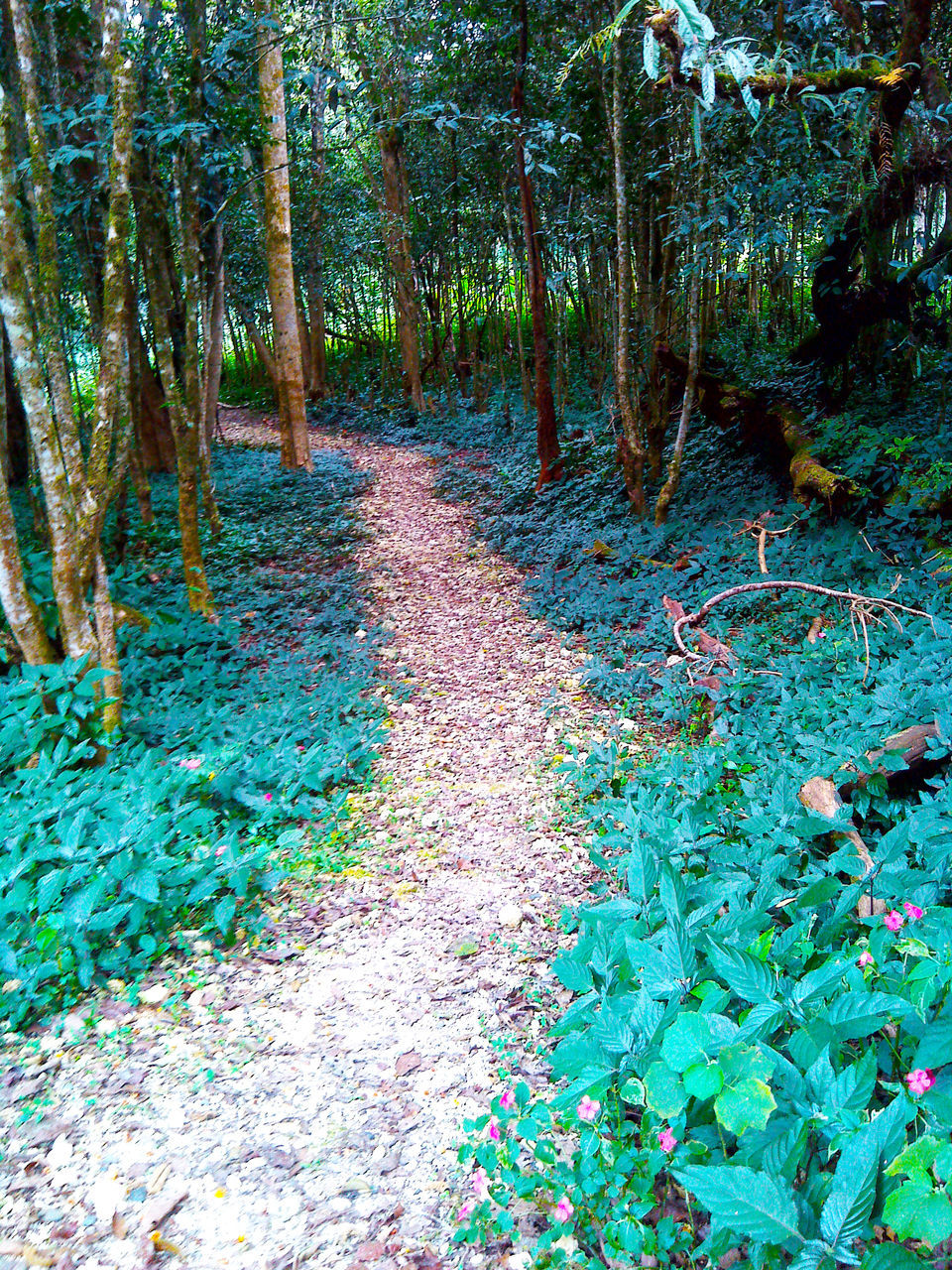 EMPTY NARROW WALKWAY ALONG TREES IN FOREST