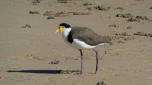 Side view of masked lapwing bird searching for food on beach