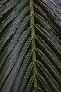 Strong deep green palm tree leaves with dark background