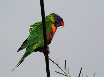 Bird perching on a branch