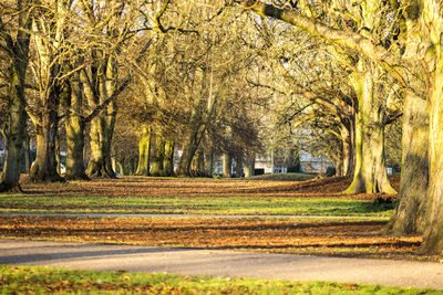 Trees on landscape