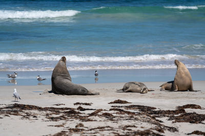 View of birds on beach