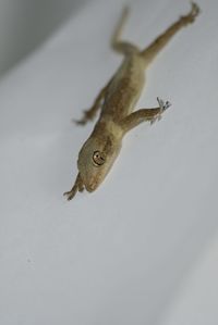 Close-up of a fish