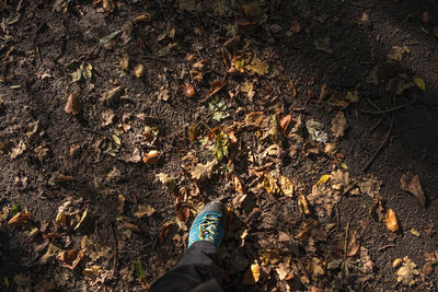 Low section of person standing on dry leaves on field