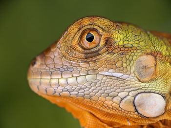 Close-up of lizard