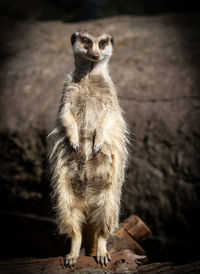 Close-up of meerkat standing and looking at camera.