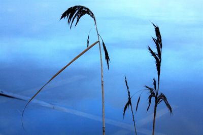 Low angle view of plants against blue sky