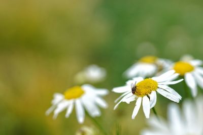 Close-up of insect on white daisy