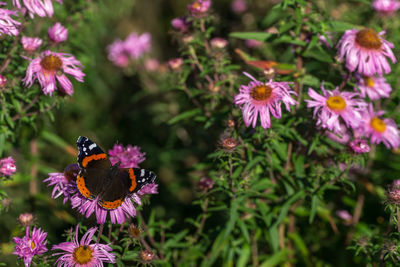 Close-up of bee on purple flowers