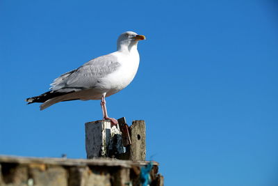 Low angle view of seagull perching on wooden post against clear blue sky