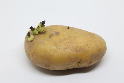 Close-up of fruit against white background