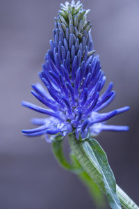 Close-up of purple blue flower