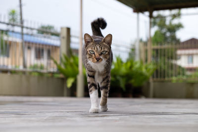 Portrait of cat walking on land