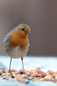 Close-up of bird perching on table