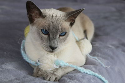 Close-up of a siamese cat looking away