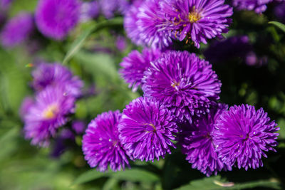 Close-up of purple flowering plants