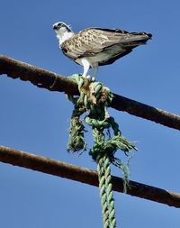 Low angle view of bird perching on tree