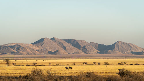 Two oryx in the desert