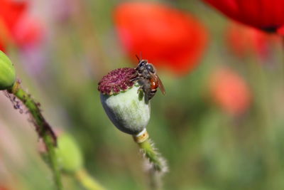 Close-up of honey bee on plant