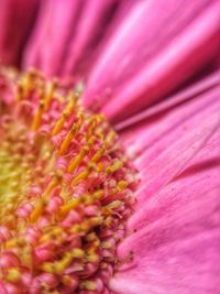 Macro shot of purple flower