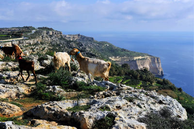 Sheep grazing over rocky dingli cliffs in malta