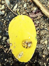 Close-up of leaves on ground