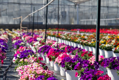 A colorful cultivation of petunias flowers in a italian floriculture