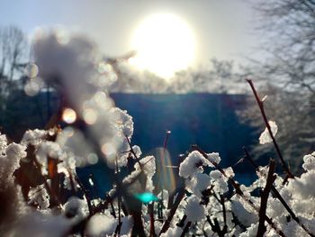 Close-up of cherry blossom during winter