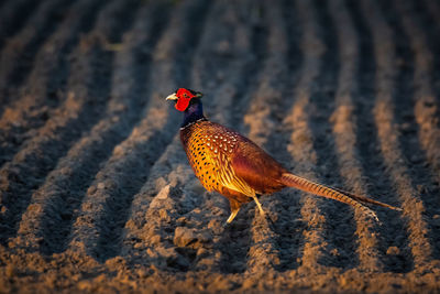 Close-up of a bird on a land