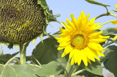 Close-up of yellow sunflower