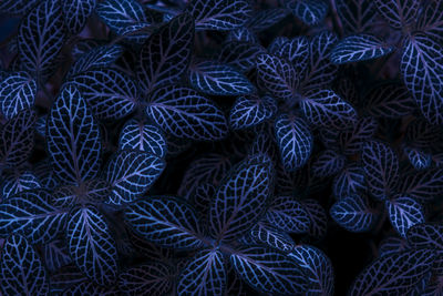 Full frame shot of blue plants