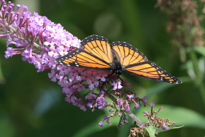 Close-up of butterfly pollinating on purple flower