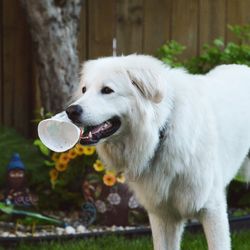 Close-up of dog carrying can in mouth