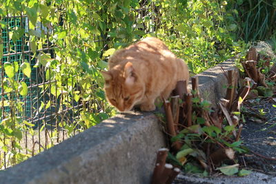 Close-up of cat on plants