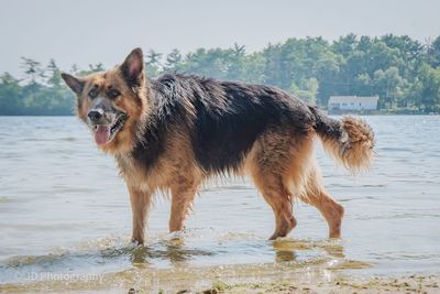 German sheppard cooling off in a pond.