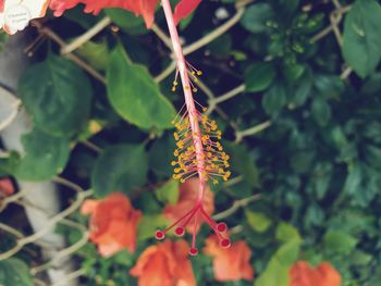 Close-up of butterfly on plant