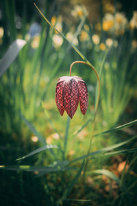 Close-up of flowering plant