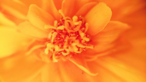 Close-up of orange marigold blooming outdoors