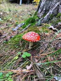 Close-up of fly agaric mushroom on field