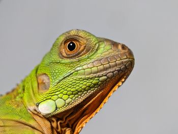 animal themes